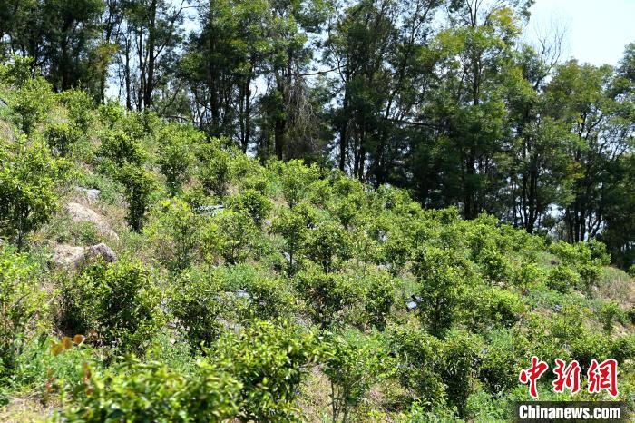 張高漢在深山內(nèi)大力發(fā)展林下經(jīng)濟?！埥鸫?攝