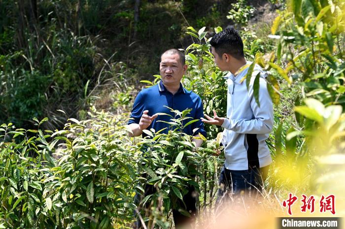 張高漢向參訪者介紹金花茶種植情況。　張金川 攝