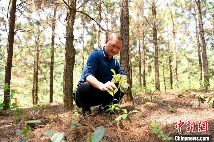 張高漢查看在松樹林下剛套種不久清明茶的生長情況?！埥鸫?攝